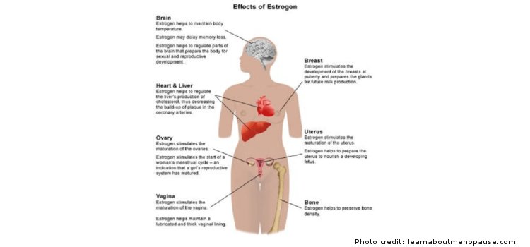 How Much Do You Know About Estrogen Obaasema A