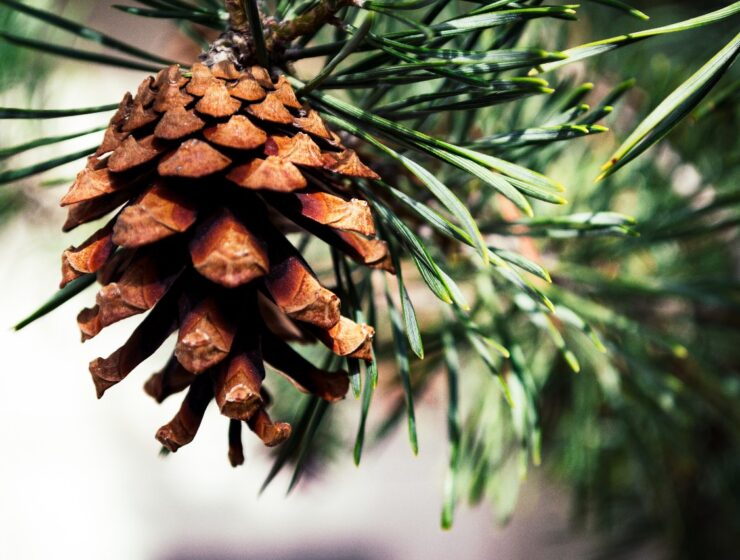 essential oil - picture of a pine cone