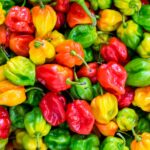 habanero pepper in red and green
