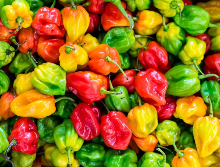 habanero pepper in red and green