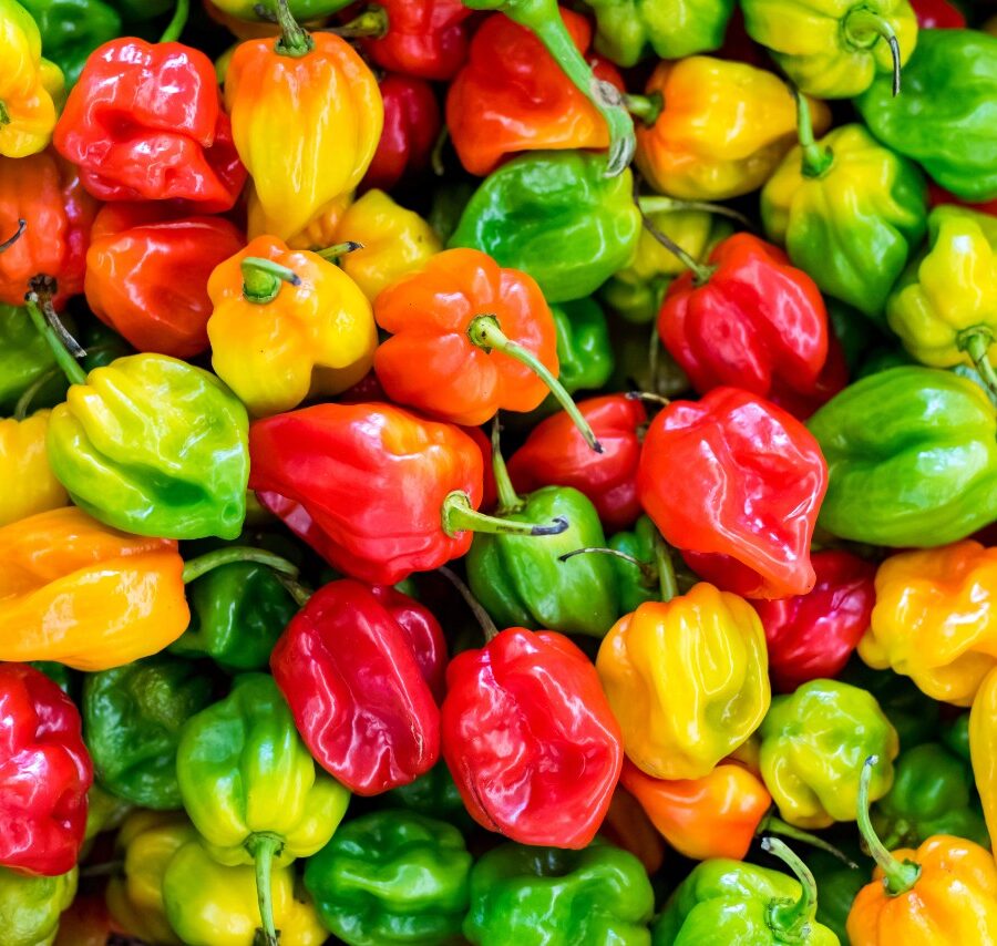 habanero pepper in red and green