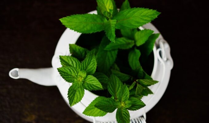 peppermint leaves in a white pot