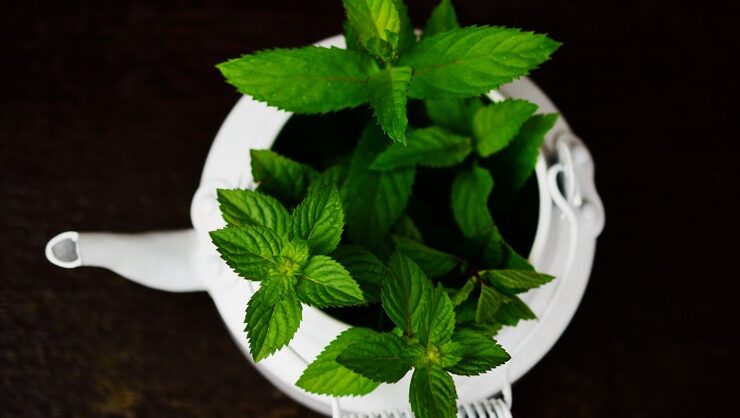 peppermint leaves in a white pot