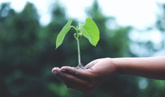 Woman about to plant plant for sustainable living