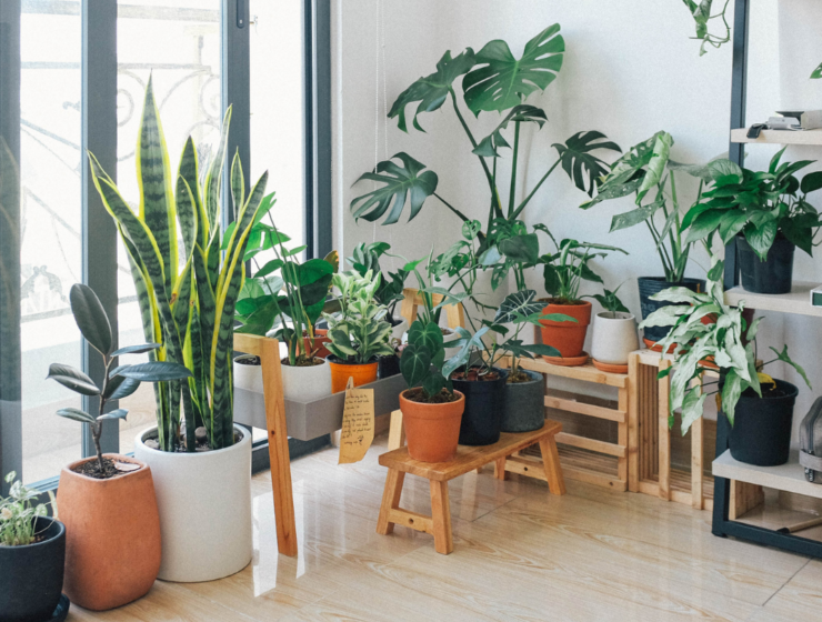 African houseplants on display in a home