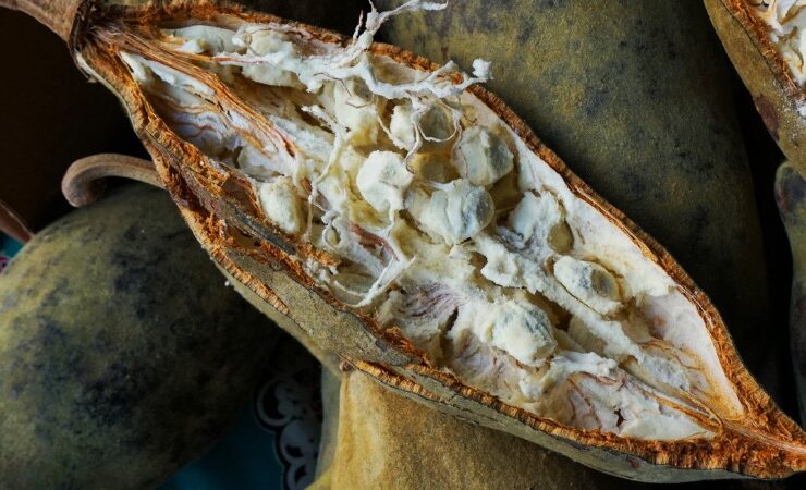 An open baobab fruit displaying the seeds