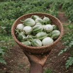 An article on garden eggs and their health benefits